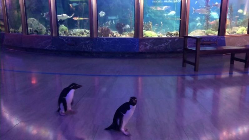 Liduprázdné akvárium využili tučňáci k procházce